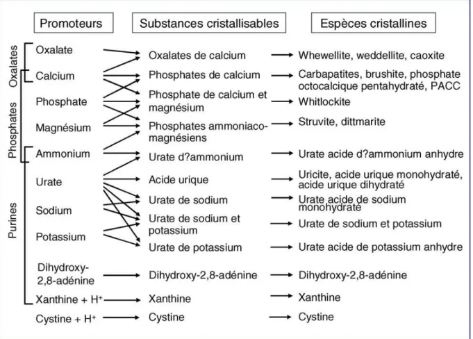 Figure 7: Nature des ions et molécules susceptibles de générer des substances cristallisables dans les 