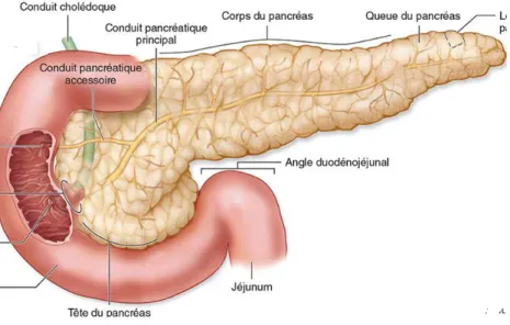 Figure 5: Duodenum et Système canalaire du pancréas(4) 