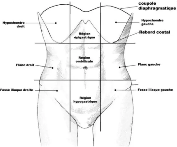 Figure 12: Subdivision de l'abdomen 