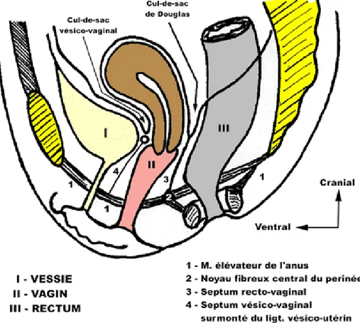 Figure 3 : Coupe sagittale du petit bassin féminin montrant la situation de l’utérus. 