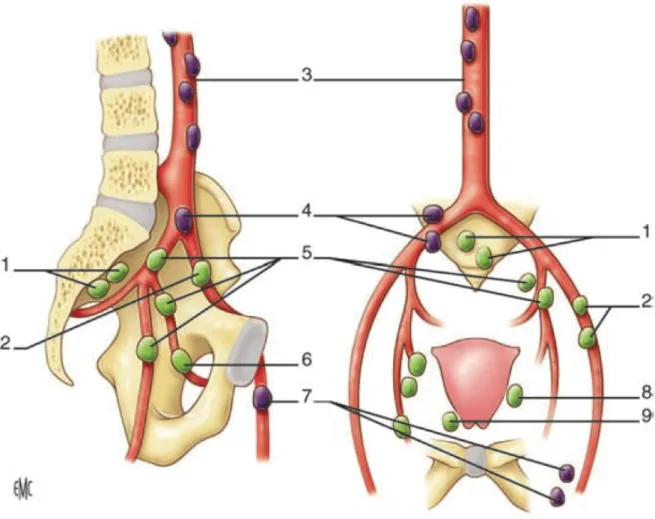 Figure 11: Schéma des aires ganglionnaires pelviennes et lombo-aortiques. 