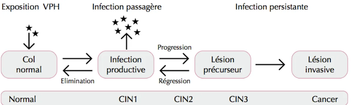 Figure 15: Probabilités moyennes de régression, de persistance et d’évolution des CIN