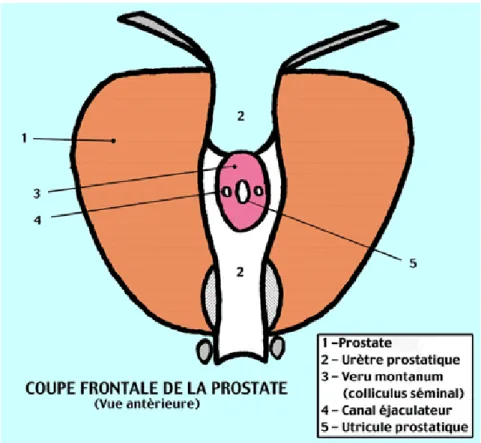 Figure 4 : coupe frontale passant par l’utricule 