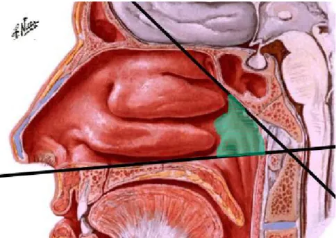 Figure 1 : Schéma illustrant les limites du cavum : Il est compris entre les choanes et le rachis   cervical dans le plan antéropostérieur – Et la base du crâne et un plan horizontal passant par l’arc 