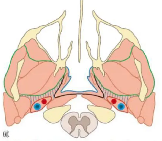 Figure 6 : Schéma d’une coupe axiale passant par les espaces profonds de la face. 