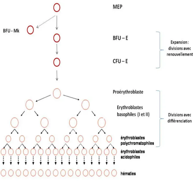 Figure 12: L’érythropoïèse. [29] 