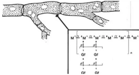Figure 4: Structure du galactomannane  [40]