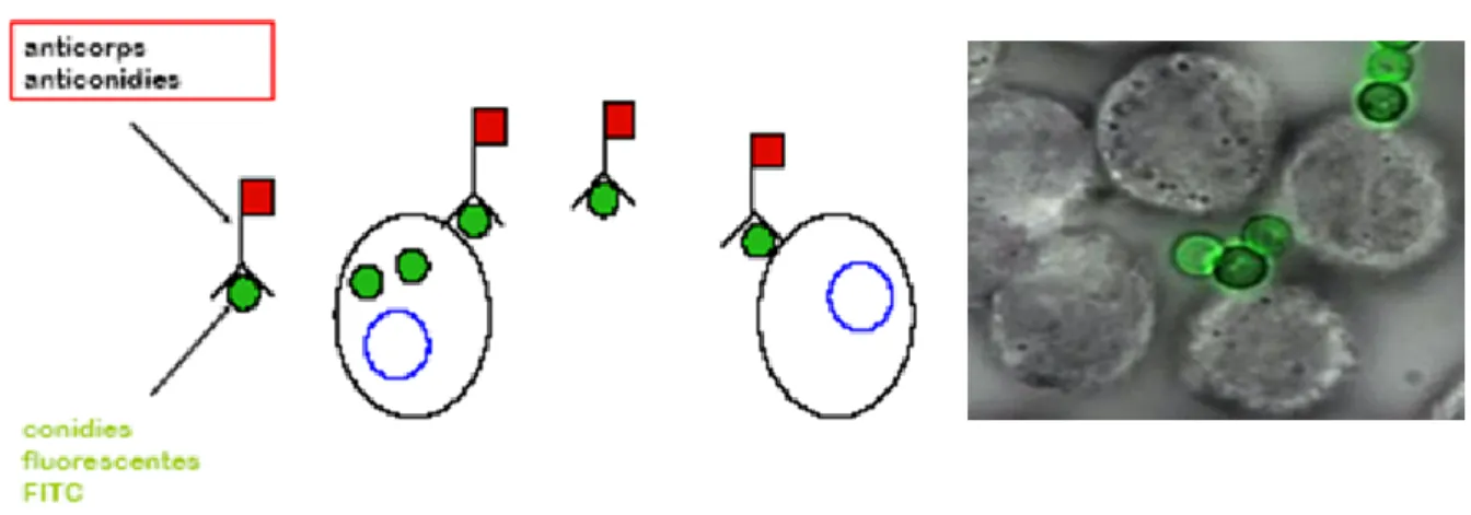 Figure 6: Phagocytose des conidies par le MA  [26]