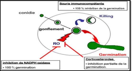 Figure 10: Rôle des corticostéroïdes et du déficit en NADPH oxydase dans la  germination des spores d’Aspergillus  [26]