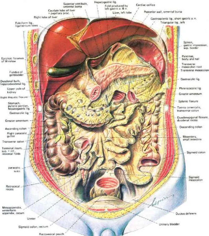 Figure 8 : Vue antérieure de la cavité abdominale et de son contenu. 
