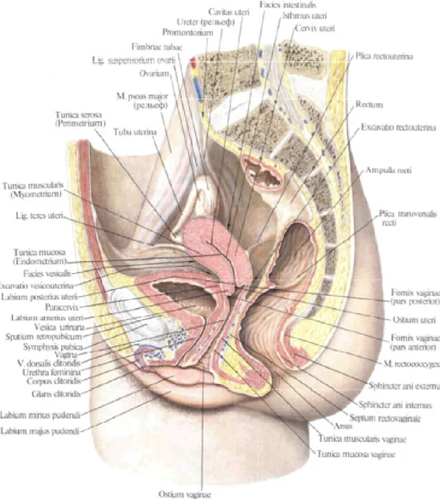 Figure 9 : Coupe sagittale du pelvis chez la femme montrant sa structure et ses organes