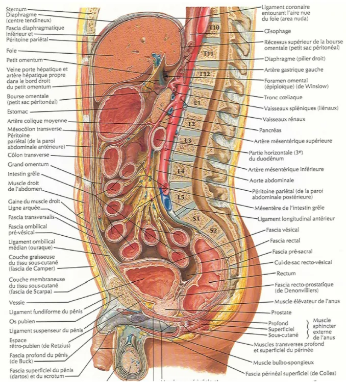 Figure 10 : Coupe sagittale du pelvis chez l’homme montrant sa structure et ses organes