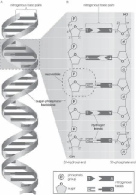 Figure 2 : Le génome humain est constitué d'environ trois milliards de paires de bases   d'acide désoxyribonucléique (ADN)
