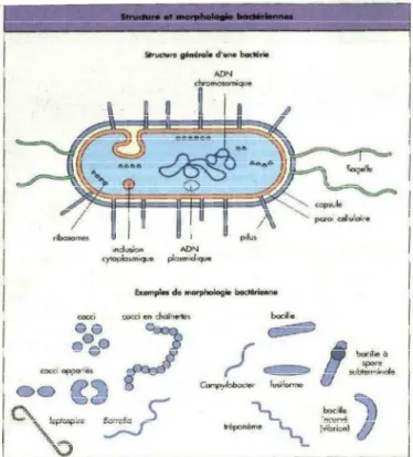 Figure 4 : Structure et morphologie bactérienne [4] 