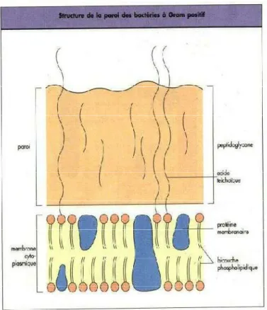Figure 5 : Structure de la paroi des bactéries à Gram positif [4] 