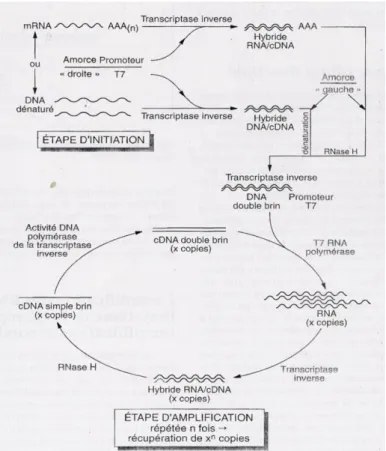 Figure 12 : La technique nucleic acid sequence-based amplification (NASBA) [12]. 