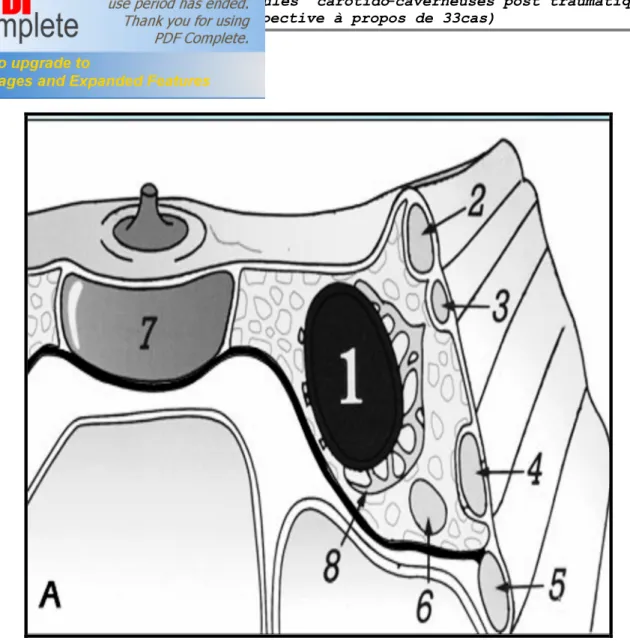 FIGURE 1 : coupe coronale de la base du crâne montrant le contenu   de la loge caverneuse (2) 