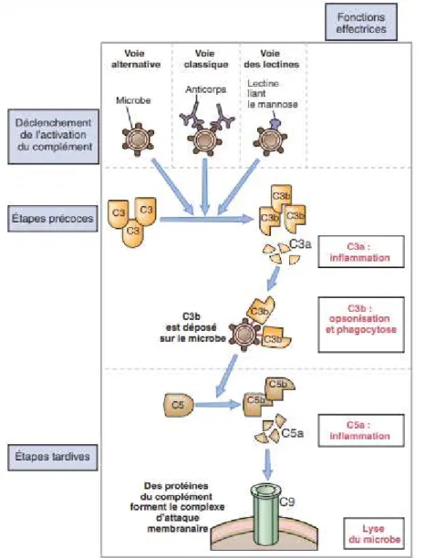 Figure 2 : les grandes étapes et l’actions des différentes voies d’activation  de système du complément[6]