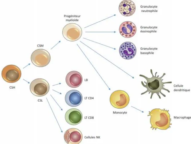 Figure 3 : Leucopoïèse à partir d'une cellule souche hématopoïétique[1]. 