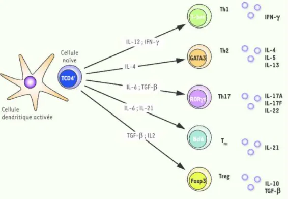 Figure 5 : Polarisation des LT CD4+[7]. 