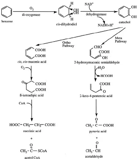 Figure 4 : Processus de dégradation d'un cycle aromatique par les bactéries en condition aérobie (Juhasz and Naidu, 2000) 