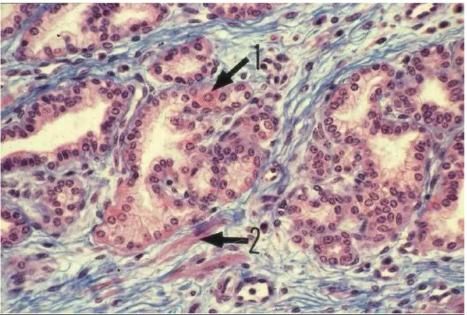 Fig. 6 : Les glandes tubulo-alvéolaires sont bordées par une seule assise  de cellules glandulaires, cylindriques ou cubiques