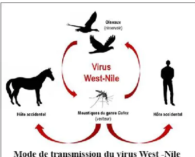 Figure 6: Mode de transmission du virus West Nile 