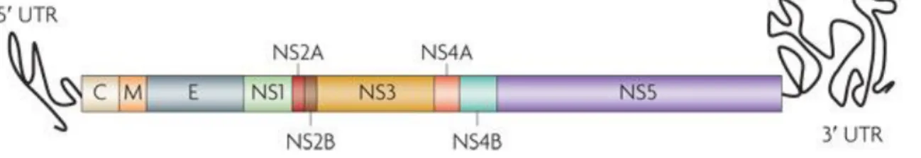 Figure 2 : Structure génomique du virus de la dengue [5] 