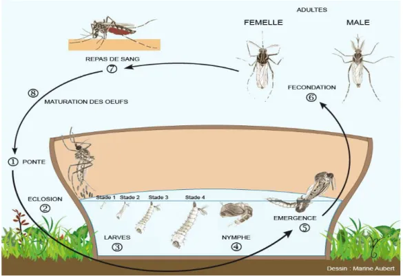 Figure 3. Cycle de vie d’Aedes [30] 