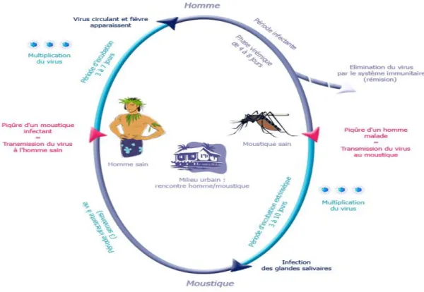 Figure 3 : Cycle de transmission du virus de la dengue [33] 