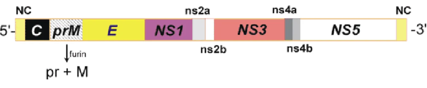 Figure 5 : Structure génomique du virus West Nile ou Nil occidental [39] 