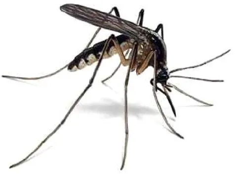 Figure 6. Image de Culex Pipiens  [43] 