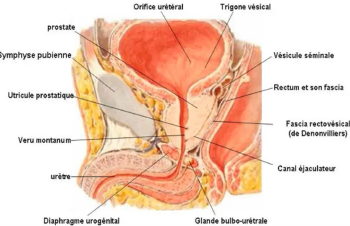 Figure 1 : situation et morphologie de la prostate [25] 