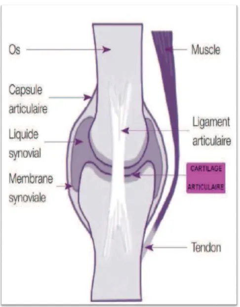 Figure 1 : Schéma simplifié d’une articulation saine  L’arthrite  est,  littéralement,  une  in