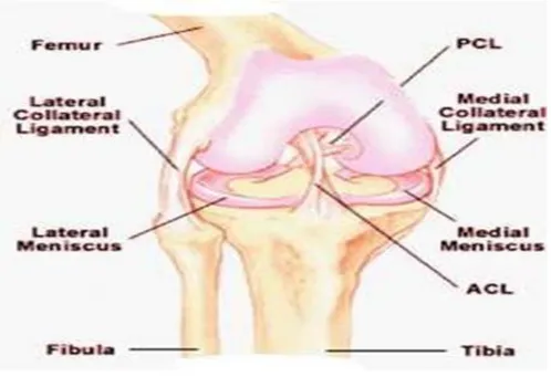 Figure 1: Articulation du genou vue de face [20]. 
