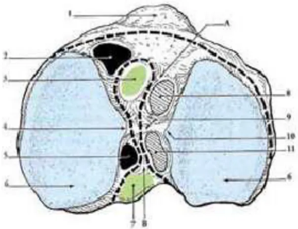 Figure 4: Vue supérieure montrant les cavités glénoïdes et l'espace inter glénoïdien [20]