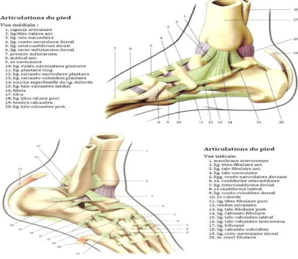 Figure 12 : vue médiale et latérale du pied 