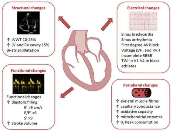 Figure 5 : Les principales adaptations ECG, échocardiographies (structurelles et  fonctionnelles), et artérielles du cœur d’athlète 
