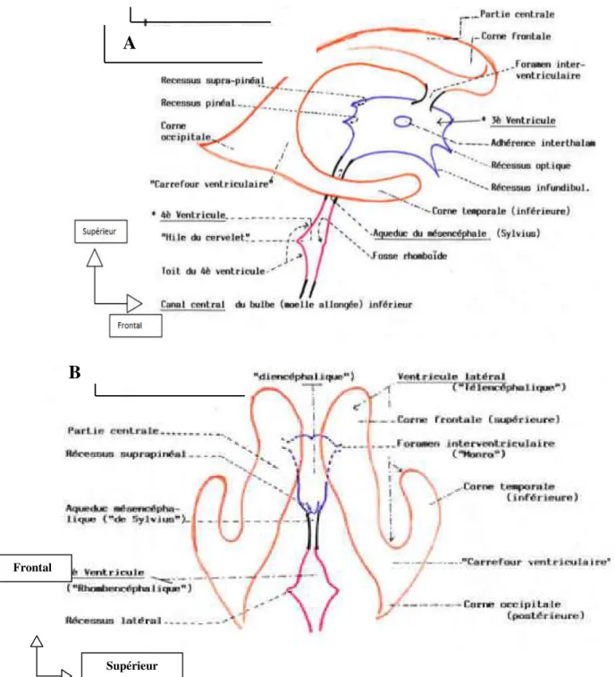 Figure  6  :  Les  ventricules  cérébraux  (Figure  5  A)  et  :  vue  latérale  (figure  5  B)  :  vue  médiane) [10] 