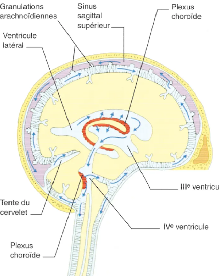 Figure 7 : Le système ventriculaire et ses relations avec l'espace sous arachnoïdien [11]