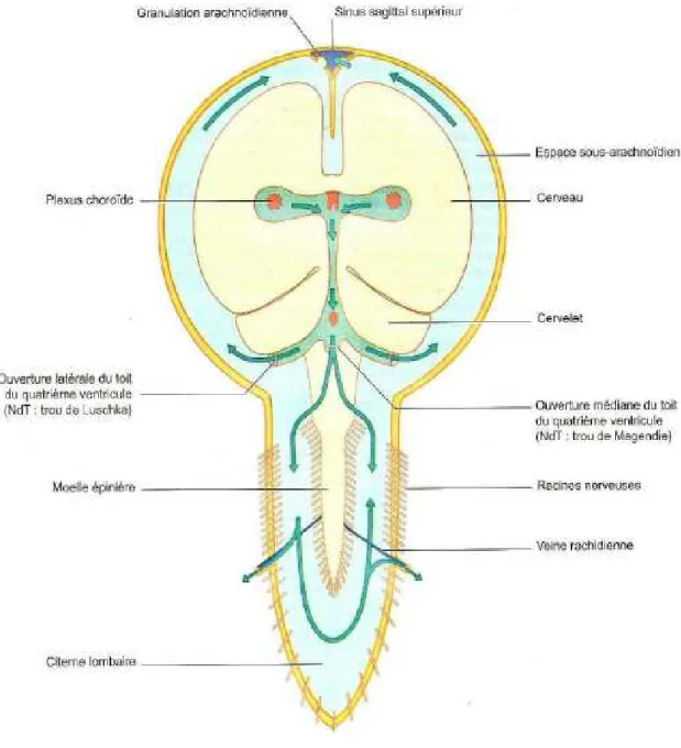 Figure  8  :  Schéma  de  la  circulation  du  LCR  au  niveau  encéphalique,  péri péri-spinal [9] 