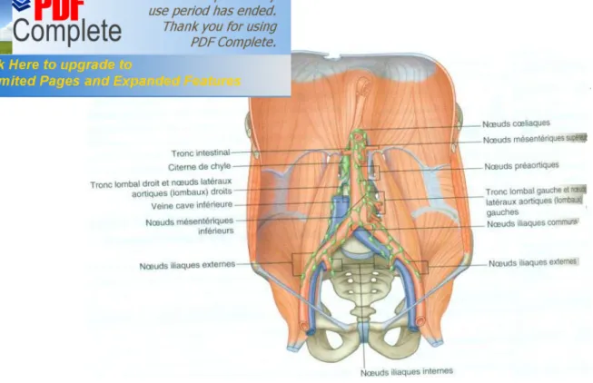 Figure 7 : Lymphatiques abdominaux  