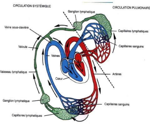 Figure 10 : Relation entre les circulations sanguine et lymphatique 