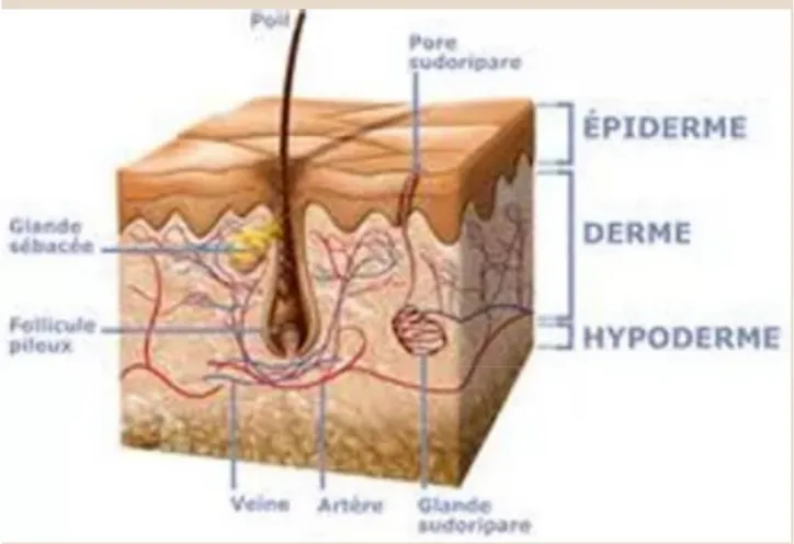 Figure 1 : Couches de la peau et ses constituants [6] 