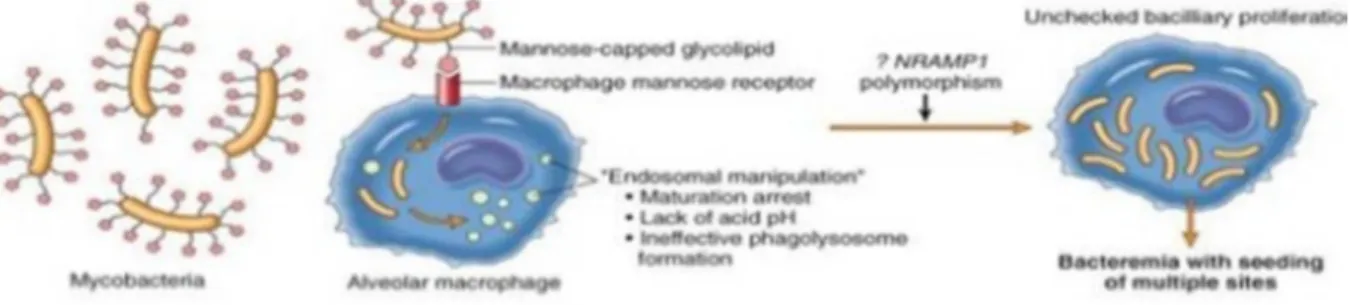 Figure 6 : Primo infection par les Mycobacteries [13] .  