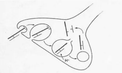 Figure 7: Internalisation de la toxine botulique [18]. 