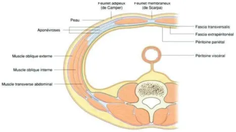 Figure 6 : Coupe transversale montrant les différentes couches de la paroi abdominale 