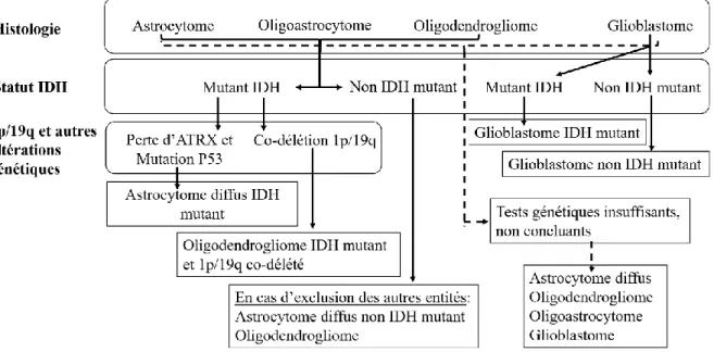 Figure 2. Organigramme simplifié de la classification des gliomes diffus [1]. 