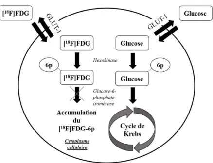 Figure 14. Captation du [ 18 F]-FDG par un récepteur GLUT-1 transmembranaire  [60] . 