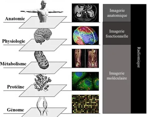 Figure 21. Représentation de la place de l’imagerie médicale dans la radiomique [90]. 